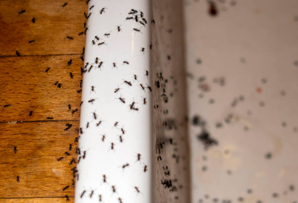Best Affordable Pest Control Services  in Farmington, MO